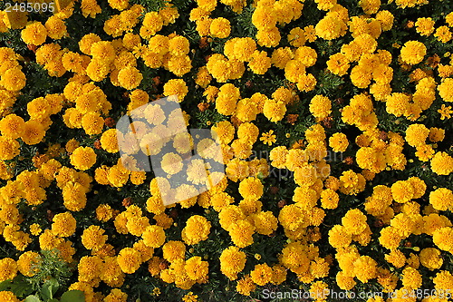 Image of Yellow Marigolds