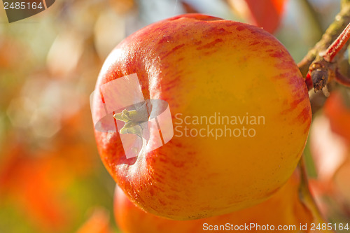 Image of apple in warm evening sun