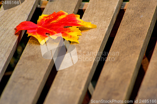 Image of leaf on a garden chair