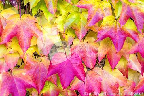 Image of autumnal painted leaves