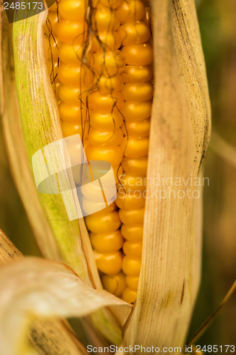 Image of Ripe corn with peel