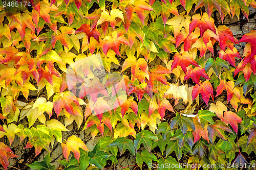 Image of autumnal painted leaves