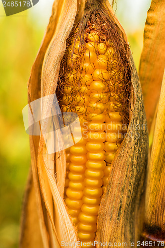Image of Ripe corn with peel
