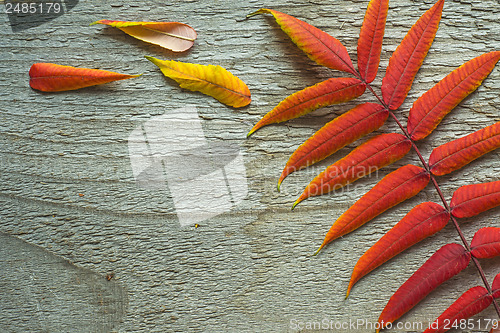 Image of Autumnal leaves