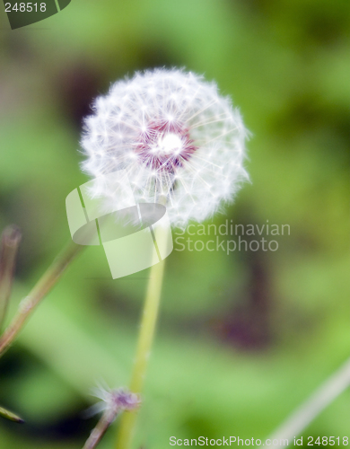 Image of Dandelion