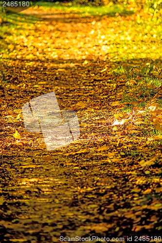 Image of autumnal painted leaves in evening sun on a way