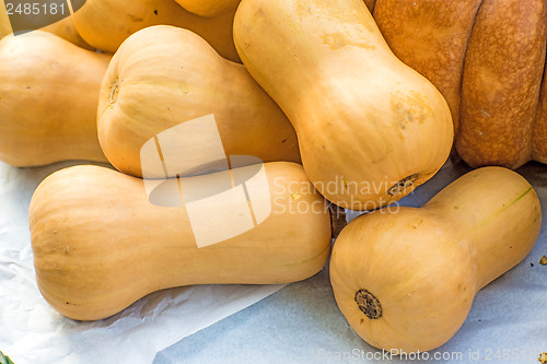 Image of  squash Butternut