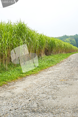 Image of switch grass