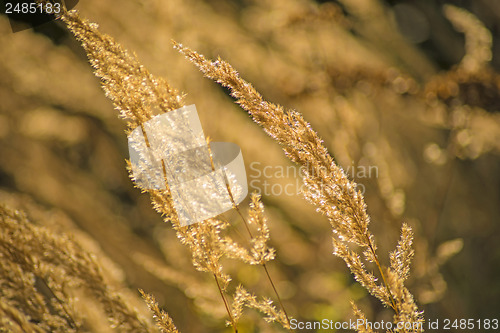 Image of grass in wind and backlight