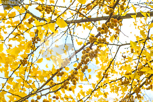 Image of Ginkgo leaves and fruits in autumnal color