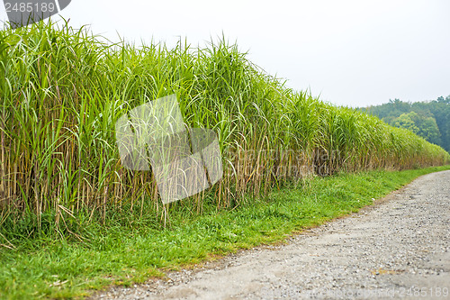 Image of switch grass