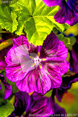Image of mallow, medicinal plant