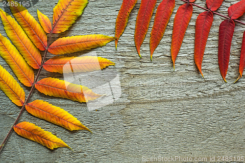 Image of Autumnal leaves