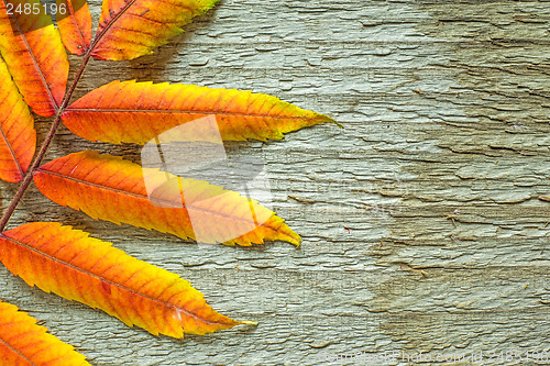 Image of Autumnal leaves