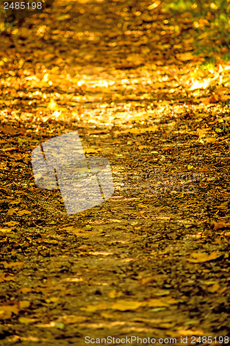 Image of autumnal painted leaves in evening sun on a way