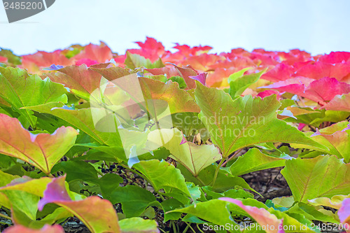 Image of autumnal painted leaves