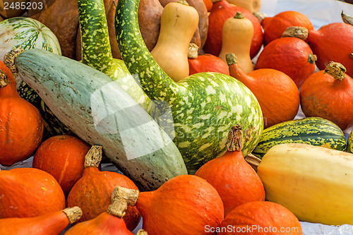 Image of squash in different kinds
