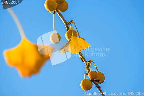 Image of Ginkgo leaves and fruits in autumnal color