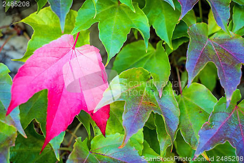 Image of autumnal painted leaves