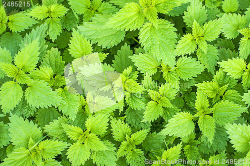 Image of Stinging nettle, Urtica dioica  