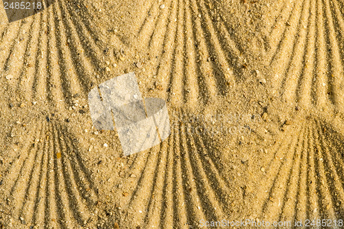 Image of Scallop at a beach