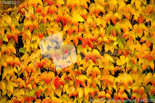 Image of autumnal painted leaves