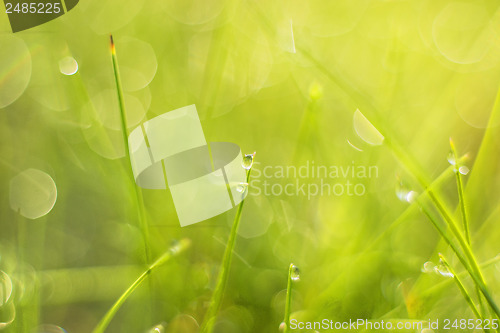 Image of grass with dew drops