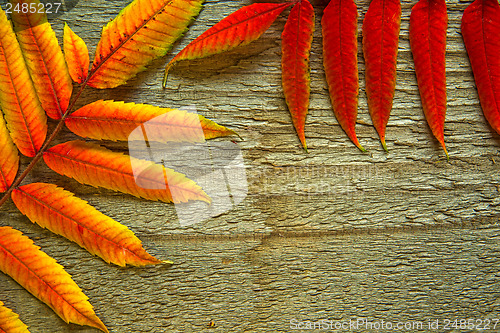 Image of Autumnal leaves