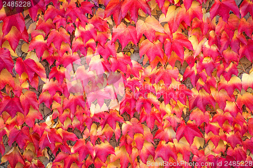 Image of autumnal painted leaves