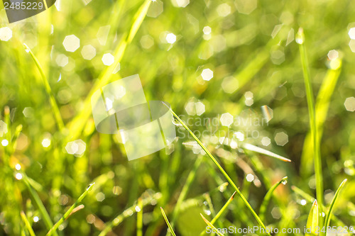 Image of grass with dew drops