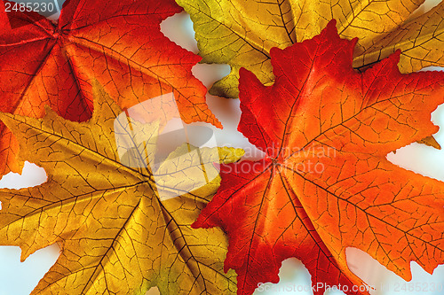 Image of Autumnal leaves