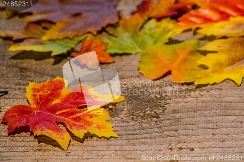 Image of autumnal painted leaves in evening sun