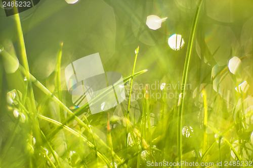 Image of grass with dew drops