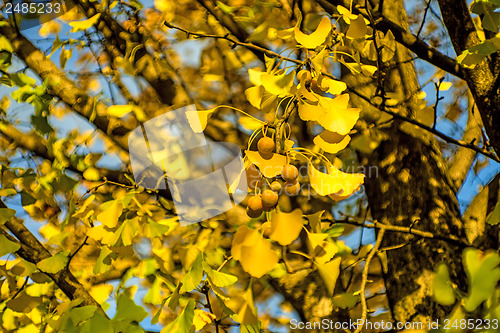 Image of Ginkgo leaves and fruits in autumnal color