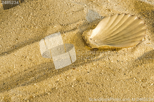 Image of Scallop at a beach