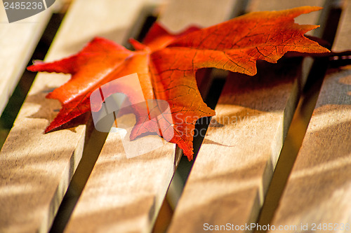 Image of leaf on a garden chair