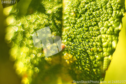 Image of leaf with dew drops