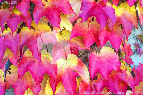 Image of autumnal painted leaves