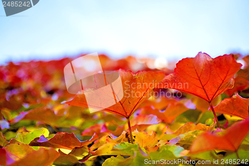 Image of autumnal painted leaves