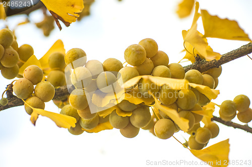 Image of Ginkgo leaves and fruits in autumnal color