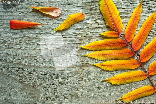 Image of Autumnal leaves