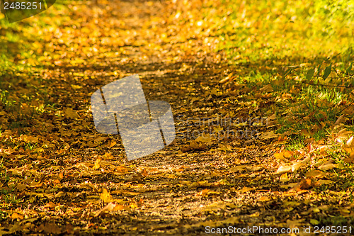 Image of autumnal painted leaves