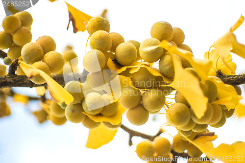 Image of Ginkgo leaves and fruits in autumnal color