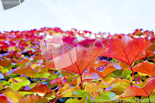 Image of autumnal painted leaves