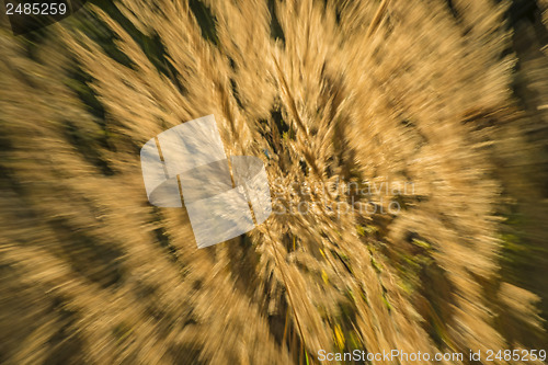 Image of grass in wind and backlight