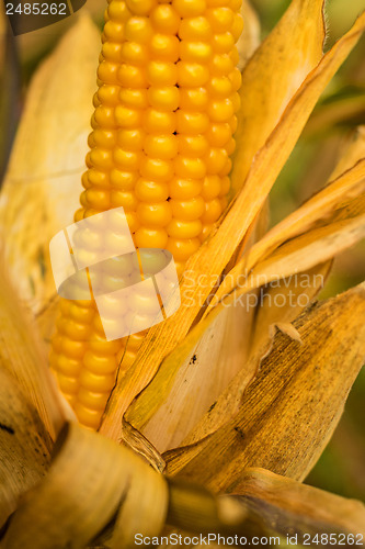 Image of Ripe corn with peel