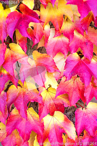 Image of autumnal painted leaves