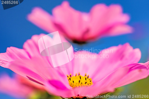 Image of cosmea 