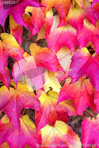 Image of autumnal painted leaves