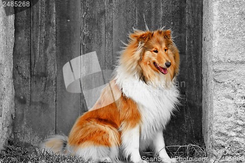 Image of Collie dog sitting before an old wooden door